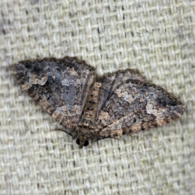 Chrysolarentia imperviata (Elusuve Carpet) at O'Connor, ACT - 29 Mar 2021 by ibaird