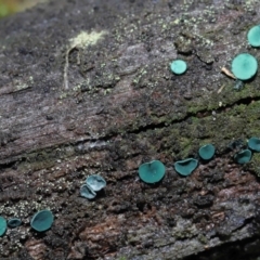 Chlorociboria (An elfcup fungus) at Paddys River, ACT - 1 Jun 2022 by TimL