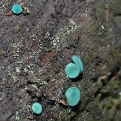 Chlorociboria at Paddys River, ACT - 1 Jun 2022