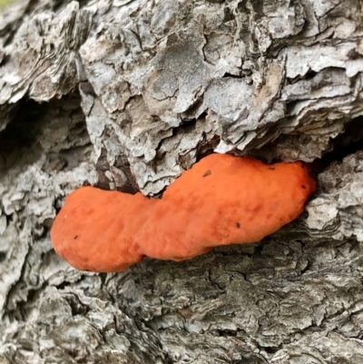 Trametes coccinea (Scarlet Bracket) at Dunlop, ACT - 1 Jun 2022 by rainer