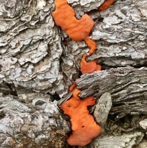 Trametes coccinea at Dunlop, ACT - 1 Jun 2022 12:50 PM