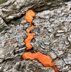 Trametes coccinea at Dunlop, ACT - 1 Jun 2022