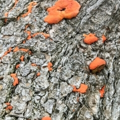 Trametes coccinea at Dunlop, ACT - 1 Jun 2022 12:50 PM