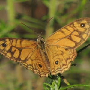 Geitoneura acantha at Paddys River, ACT - 13 Feb 2022