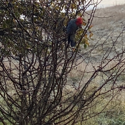 Callocephalon fimbriatum (Gang-gang Cockatoo) at Fraser, ACT - 1 Jun 2022 by ChrisW