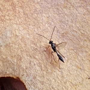 Diapriidae (family) at Weetangera, ACT - 2 Jun 2022