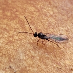 Diapriidae (family) at Weetangera, ACT - 2 Jun 2022