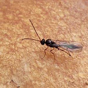 Diapriidae (family) at Weetangera, ACT - 2 Jun 2022