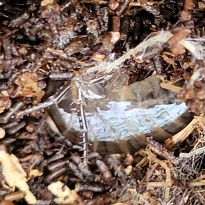 Amphipod (order Amphipoda, family Talitridae) (Lawn shrimp, landhopper) at Weetangera, ACT - 2 Jun 2022 by trevorpreston