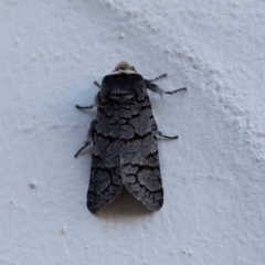 Zyganisus fulvicollis (A Wood moth) at Crackenback, NSW - 28 May 2022 by Dalice