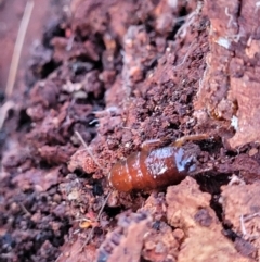 Blattodea (order) (Unidentified cockroach) at Weetangera, ACT - 2 Jun 2022 by trevorpreston