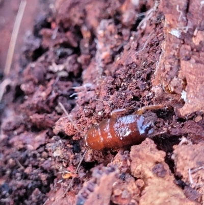 Blattodea (order) (Unidentified cockroach) at Weetangera, ACT - 2 Jun 2022 by trevorpreston