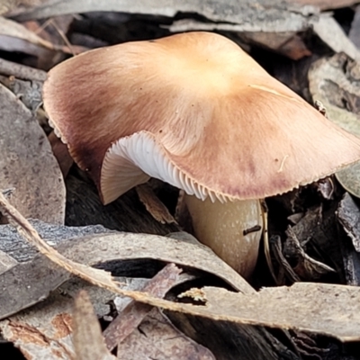 Unidentified Cap on a stem; gills below cap [mushrooms or mushroom-like] at The Pinnacle - 2 Jun 2022 by trevorpreston