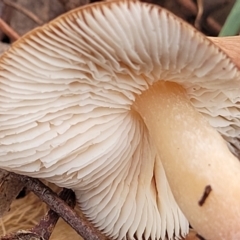 zz agaric (stem; gills white/cream) at Weetangera, ACT - 2 Jun 2022 03:39 PM