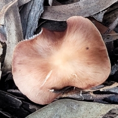 zz agaric (stem; gills white/cream) at Weetangera, ACT - 2 Jun 2022 03:39 PM