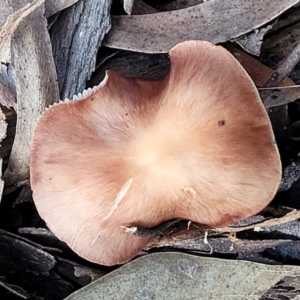 zz agaric (stem; gills white/cream) at Weetangera, ACT - 2 Jun 2022 03:39 PM