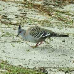 Ocyphaps lophotes (Crested Pigeon) at Hawks Nest, NSW - 2 Jun 2022 by GlossyGal