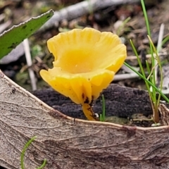 Lichenomphalia chromacea (Yellow Navel) at Weetangera, ACT - 2 Jun 2022 by trevorpreston