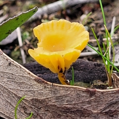 Lichenomphalia chromacea (Yellow Navel) at Weetangera, ACT - 2 Jun 2022 by trevorpreston