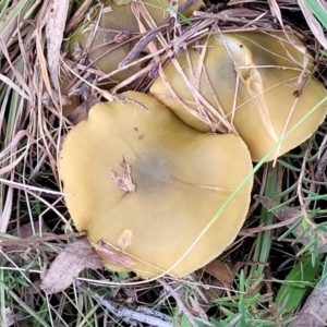 Cortinarius sp. at Weetangera, ACT - 2 Jun 2022 03:43 PM