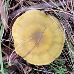 Cortinarius sp. at Weetangera, ACT - 2 Jun 2022 03:43 PM