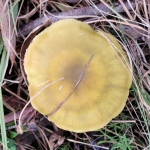 Cortinarius sp. at Weetangera, ACT - 2 Jun 2022 03:43 PM