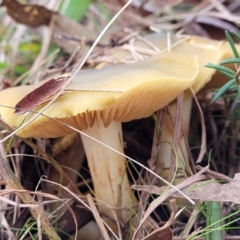 Cortinarius sp. at Weetangera, ACT - 2 Jun 2022 03:43 PM