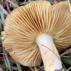 Cortinarius sp. at Weetangera, ACT - 2 Jun 2022 03:43 PM