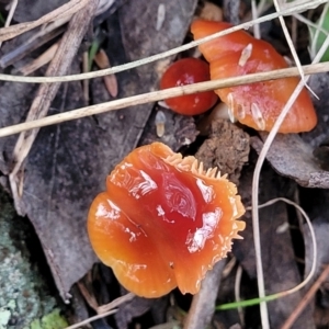 Hygrocybe sp. at Weetangera, ACT - 2 Jun 2022 03:50 PM