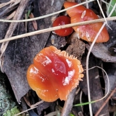 Hygrocybe sp. at Weetangera, ACT - 2 Jun 2022 03:50 PM