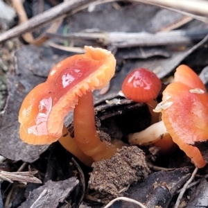 Hygrocybe sp. at Weetangera, ACT - 2 Jun 2022 03:50 PM