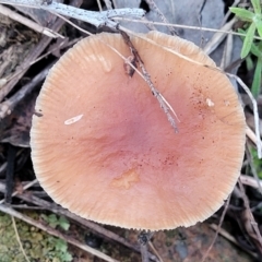 Collybia s.l. at Weetangera, ACT - 2 Jun 2022