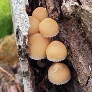 Mycena sp. at Weetangera, ACT - 2 Jun 2022