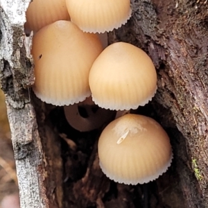 Mycena sp. at Weetangera, ACT - 2 Jun 2022 03:54 PM