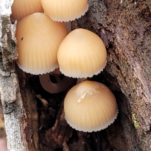 Mycena sp. at Weetangera, ACT - 2 Jun 2022 03:54 PM