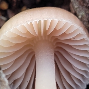 Mycena sp. at Weetangera, ACT - 2 Jun 2022