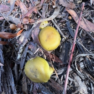 Cortinarius austrovenetus at Jacka, ACT - 2 Jun 2022