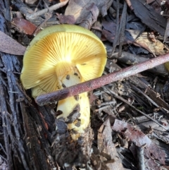 Cortinarius austrovenetus at Jacka, ACT - 2 Jun 2022