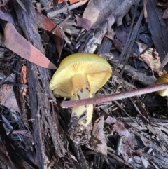 Cortinarius austrovenetus at Jacka, ACT - 2 Jun 2022