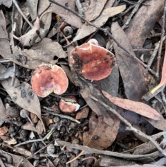 Russula sp. (genus) (Russula) at Jacka, ACT - 2 Jun 2022 by SimoneC