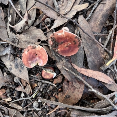 Russula sp. (genus) (Russula) at Jacka, ACT - 2 Jun 2022 by SimoneC