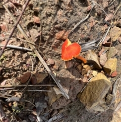 Hygrocybe sp. ‘red’ (A Waxcap) at Jacka, ACT - 2 Jun 2022 by SimoneC