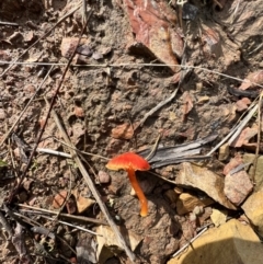 Hygrocybe sp. ‘red’ at Jacka, ACT - 2 Jun 2022