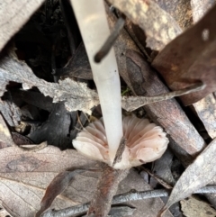 Mycena sp. at Jacka, ACT - 2 Jun 2022 12:13 PM