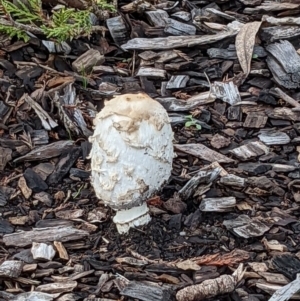 Coprinus comatus at Parkes, ACT - 2 Jun 2022