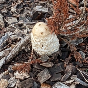 Coprinus comatus at Parkes, ACT - 2 Jun 2022