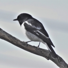 Melanodryas cucullata (Hooded Robin) at Paddys River, ACT - 2 Jun 2022 by JohnBundock