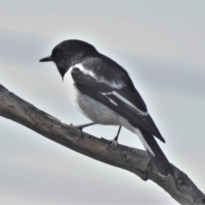 Melanodryas cucullata cucullata (Hooded Robin) at Paddys River, ACT - 2 Jun 2022 by JohnBundock