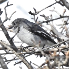 Melanodryas cucullata (Hooded Robin) at Paddys River, ACT - 2 Jun 2022 by JohnBundock