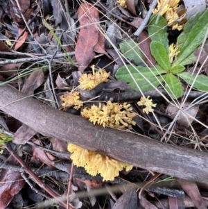 Ramaria sp. at Jacka, ACT - 2 Jun 2022 11:58 AM